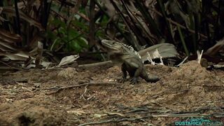 Pura Vida 12 - BTS - Mangrove