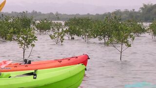 Pura Vida 12 - BTS - Mangrove