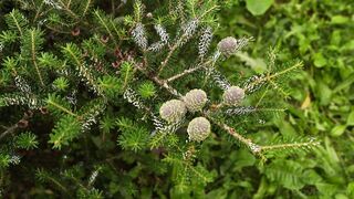 Pitch A Tent (Max Gen, Rimi Morty)